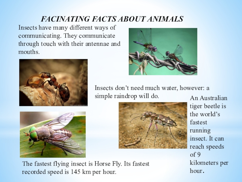 Насекомые на английском. Презентация по английскому языку на тему насекомые. Насекомые презентация. Насекомые Австралии презентация.