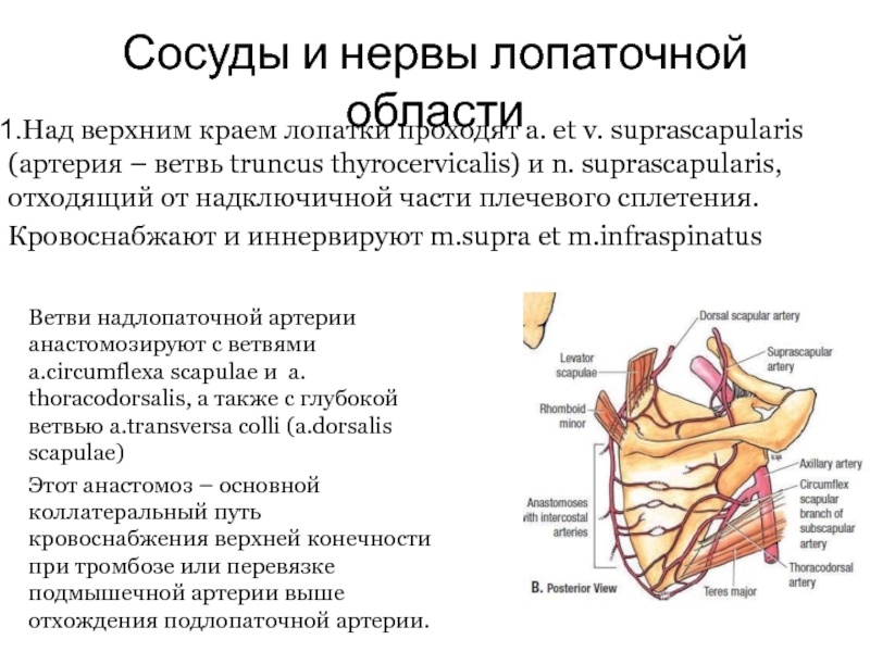 Сосуды и нервы лопаточной областиНад верхним краем лопатки проходят a. et v. suprascapularis (артерия – ветвь truncus