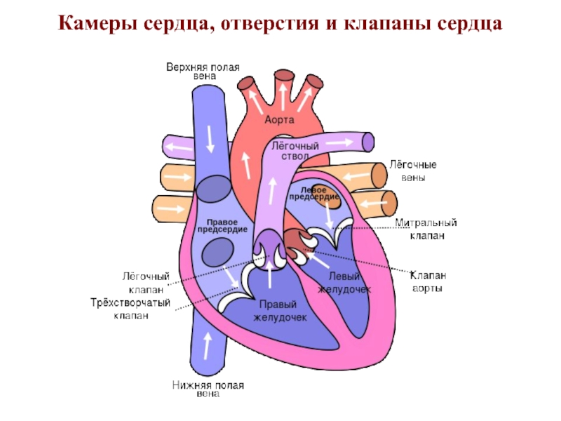 Рисунок клапанный аппарат сердца