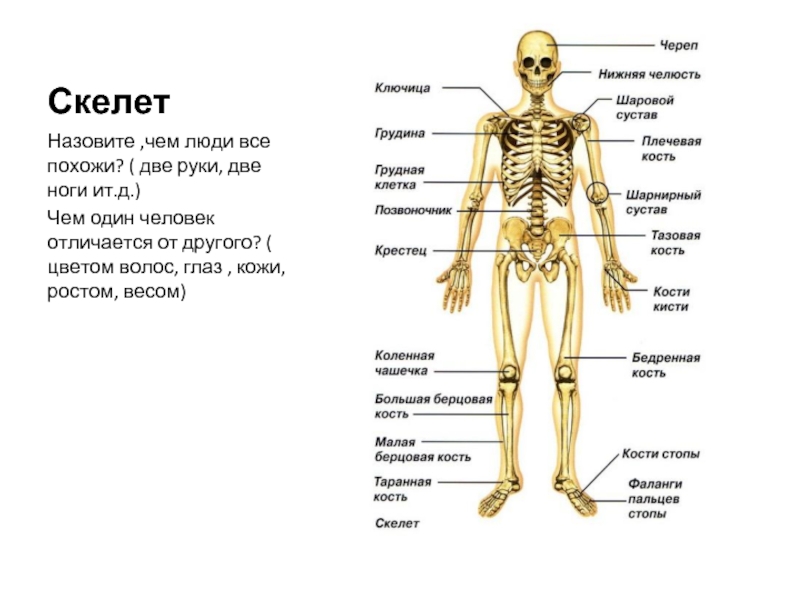 Отделы скелета человека