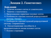 Лекция 2. Гаметогенез