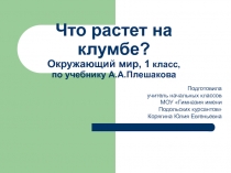 Что растет на клумбе?