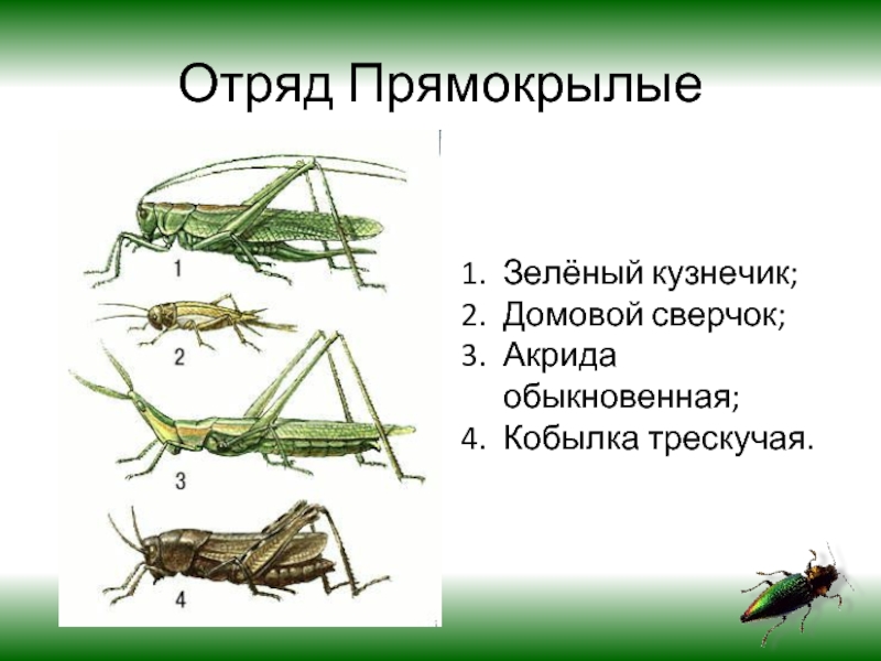 Какой тип питания характерен для зеленого кузнечика изображенного на рисунке 1 обоснуйте свой ответ