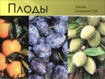 Плоды
Лекция
Пыжикова Е.М