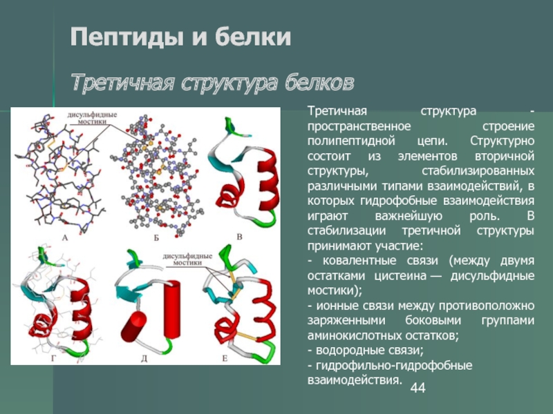 Полипептидная связь белка