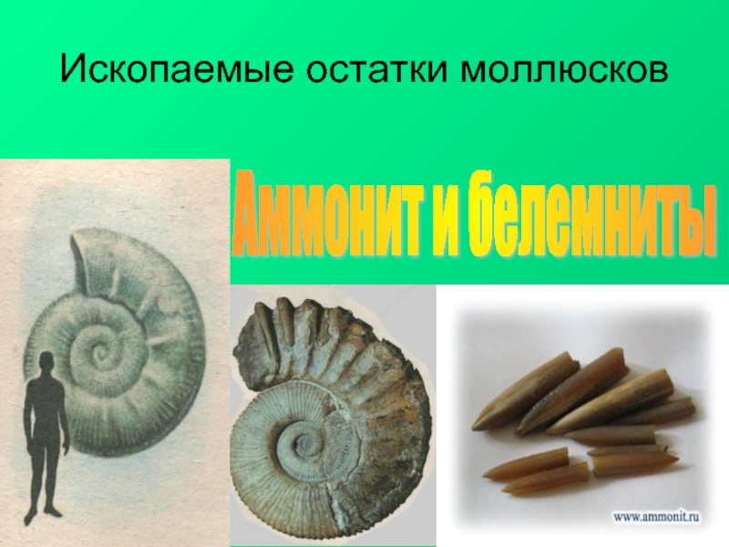 Ископаемые остатки моллюсковАммонит и белемниты