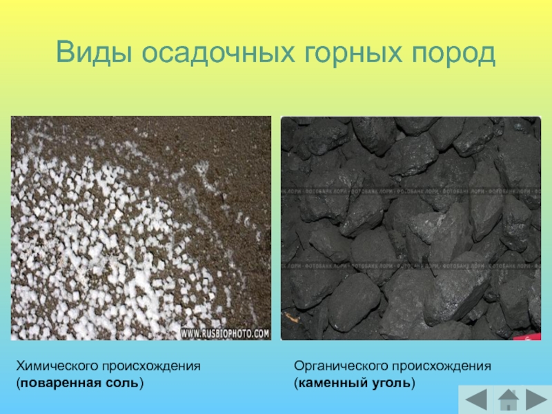 Виды осадочных горных породХимического происхождения (поваренная соль)Органического происхождения (каменный уголь)