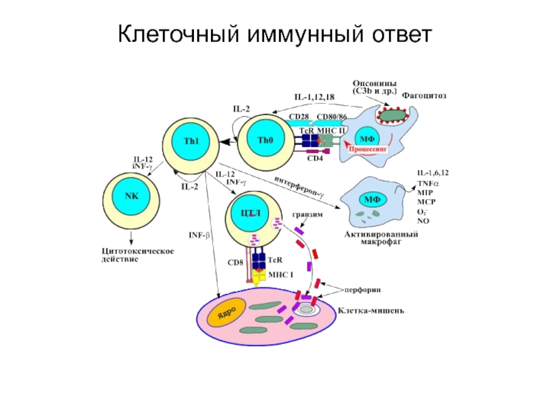 Механизм гуморального иммунитета схема. Схема клеточного и гуморального иммунного. Собственные иммунные клетки