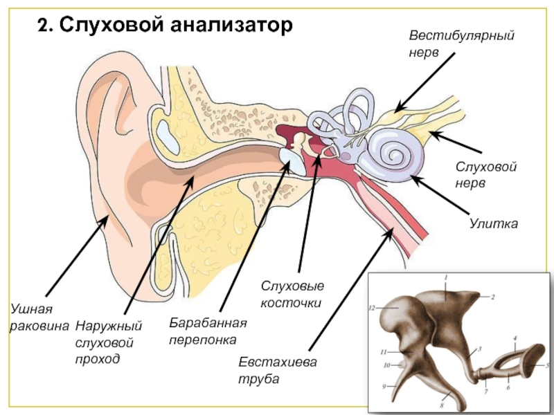 Вестибулярный аппарат расположен в среднем ухе. Строение уха слуховой нерв. Строение слухового анализатора нервы. Слуховой анализатор и вестибулярный аппарат. Слуховой анализатор слуховой нерв.