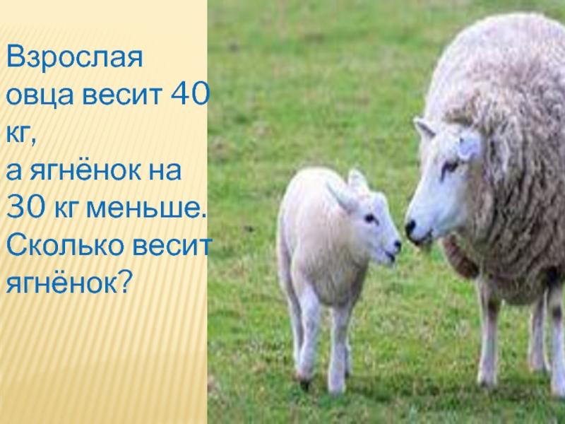 Живой вес овец. Вес барана. Вес овцы. Средний вес овцы. Средняя масса овцы.