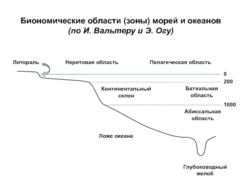 Зоны морского океана. Основные зоны морей и океанов. Биономические зоны моря. Экологические зоны океана. Литораль Батиаль.