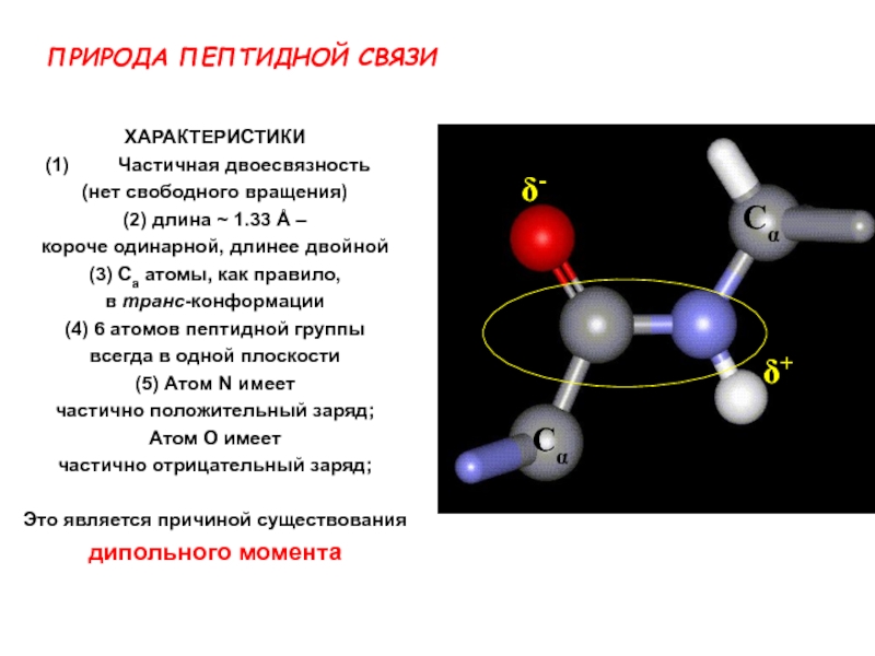 Пептидная группа атомов. Природа пептидной связи. Характеристика пептидной связи. Свойства пептидной группы. Свойства пептидной связи.