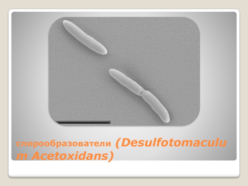 спорообразователи (Desulfotomaculum Acetoxidans)