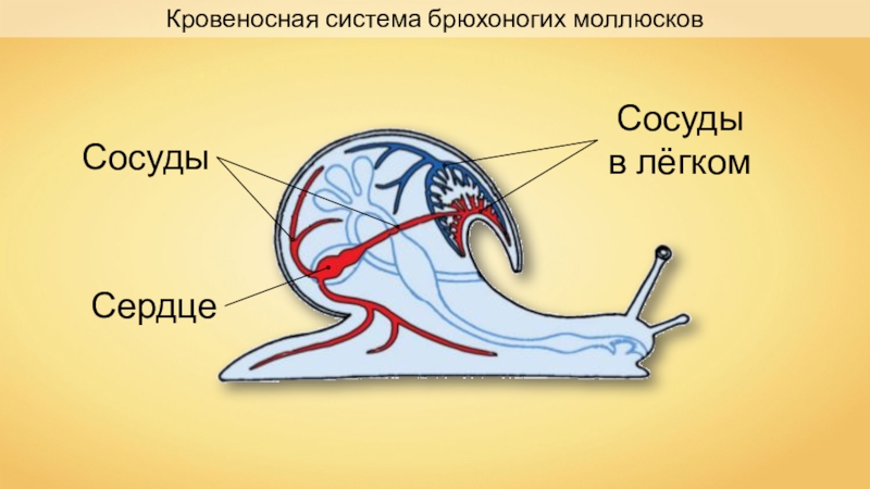 Схема строения кровеносной системы моллюсков