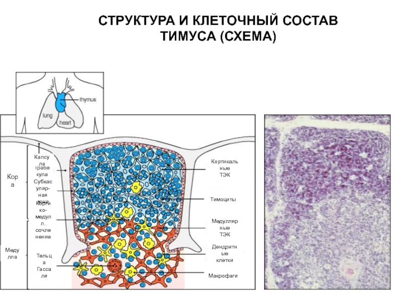 Тимус на схеме