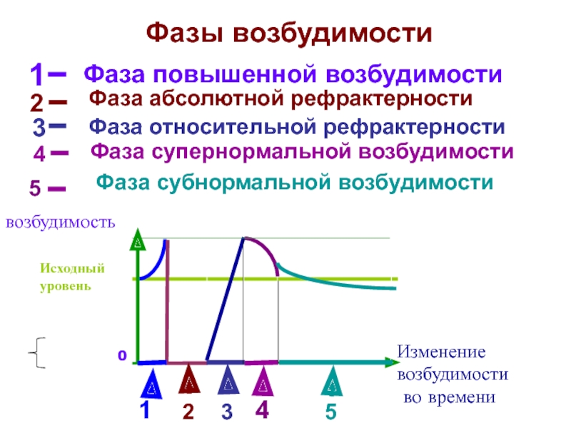 Абсолютный изображать. Фазы рефрактерности физиология. Фаза относительной рефрактерности. Фаза абсолютной рефрактерности характеризуется. Фазы изменения возбудимости физиология.