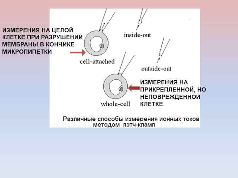 Целая клетка. Разрушение мембраны клетки. Методы измерения возбудимости. Методы измерения раздражимости. Методы исследования возбудимости.