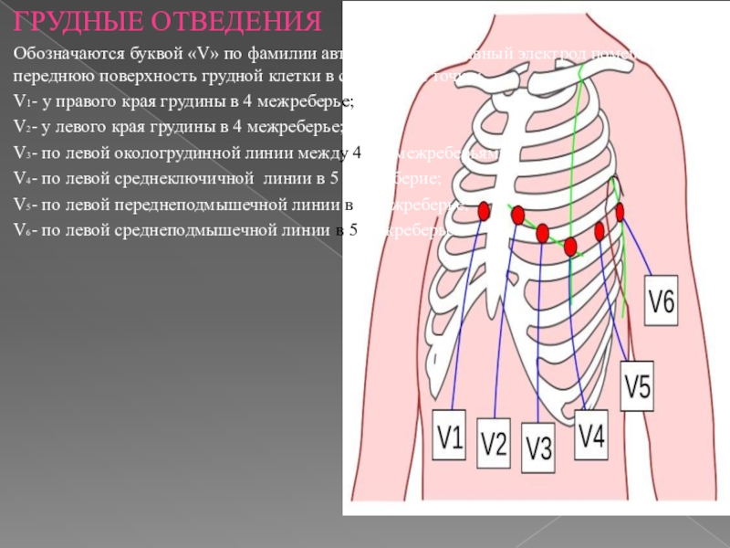 Площадь поверхности грудной клетки у человека. Межреберье. Грудные отведения обозначаются. 4 Межреберье по переднеподмышечной линии. Грудные отведения ЭКГ обозначаются.