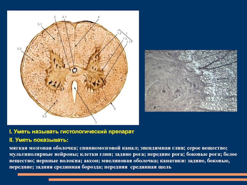 Спинной мозг гистология рисунок