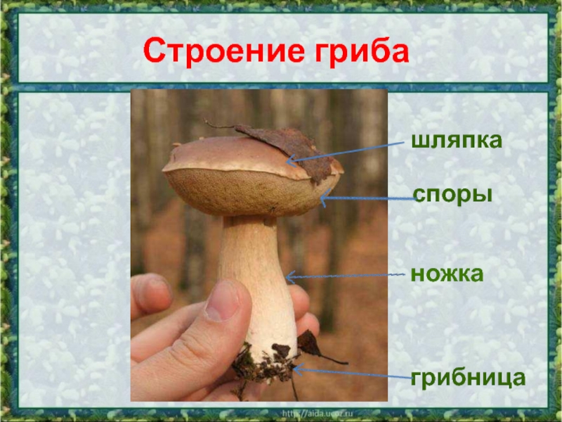 Чем отличается спора гриба. Строение гриба. Споры грибов. Споры шляпочных грибов. Строение шляпочного гриба споры.