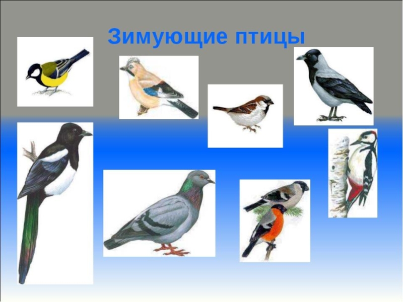 Презентация перелетные птицы старшая группа