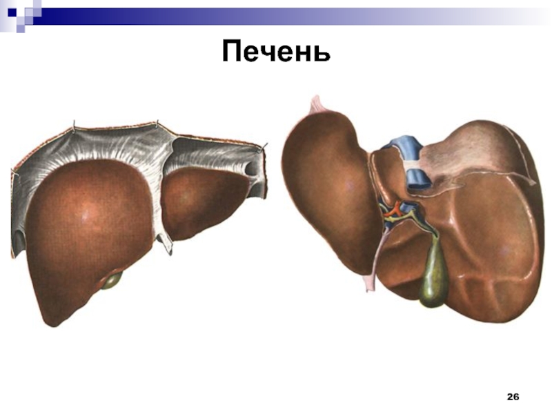 Печень человека рисунок с подписями