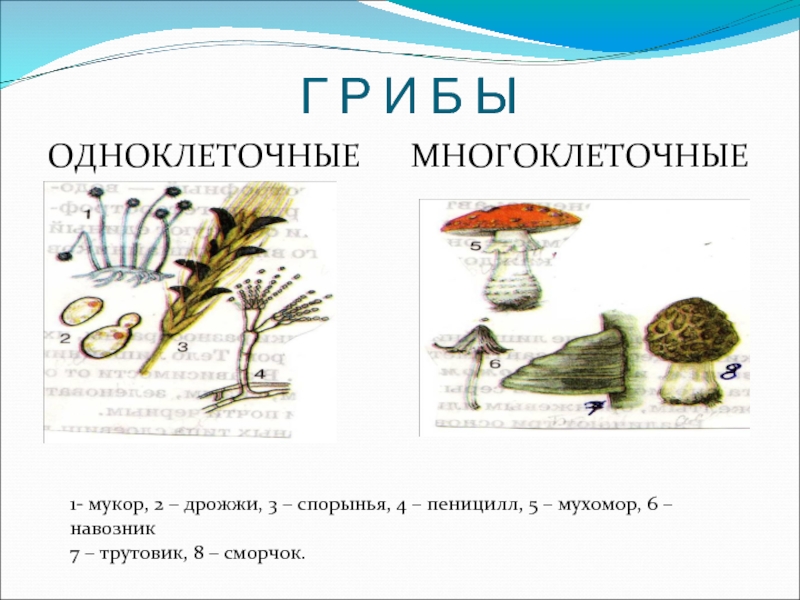 Многоклеточные грибы мукор