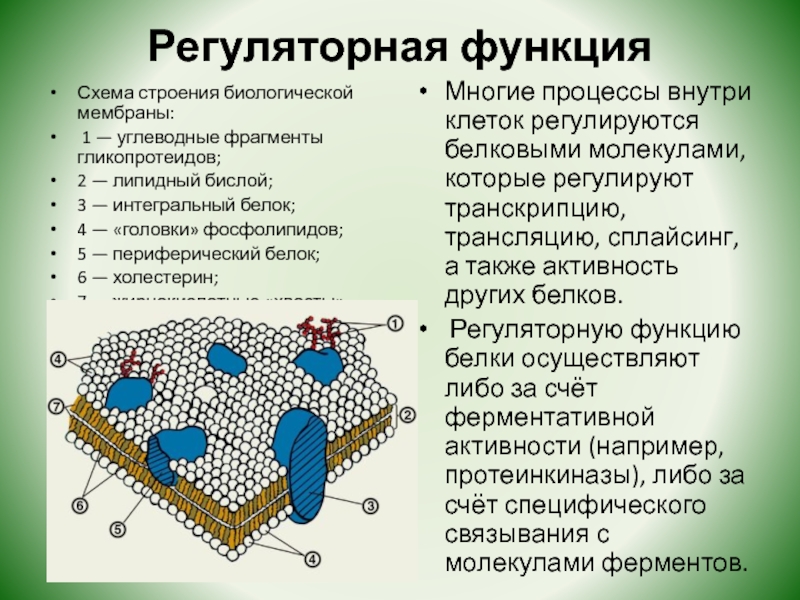 Соотнесите объекты с их обозначениями на рисунке фосфолипидный бислой