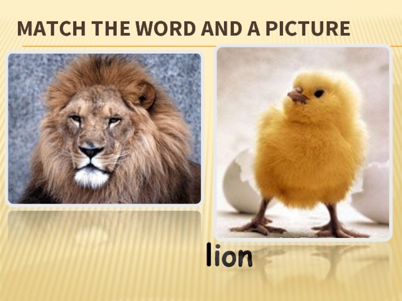 MATCH THE WORD AND A PICTURElion