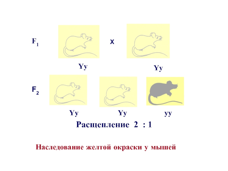 Расщепление 4 3 1