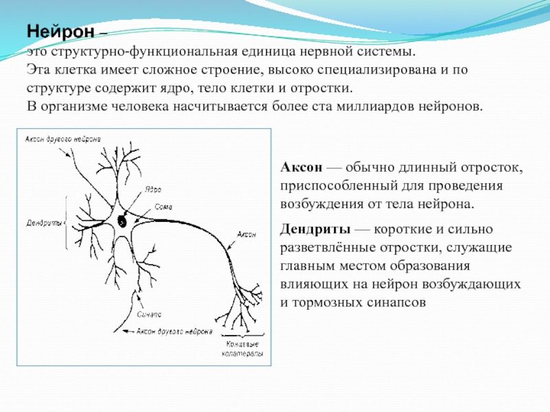 Короткие аксоны сильно ветвятся. Нейрон структурная единица нервной системы. Структурно-функциональная единица нервной системы. Структура функциональная единица нервной системы. Нейрон структурно функциональная единица.