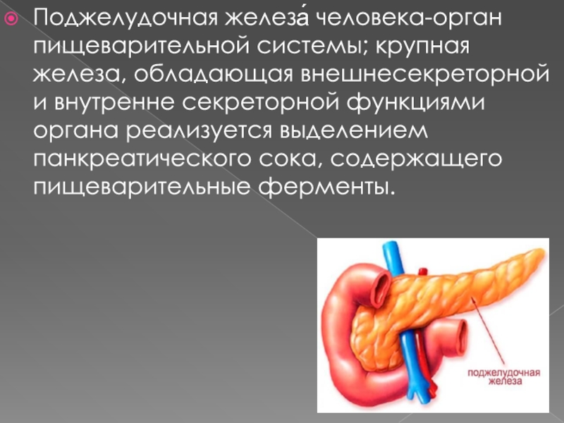 С какой стороны поджелудочная железа у человека фото