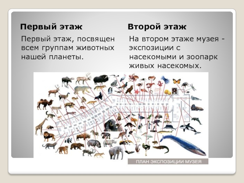 Рисунок зоологического музея