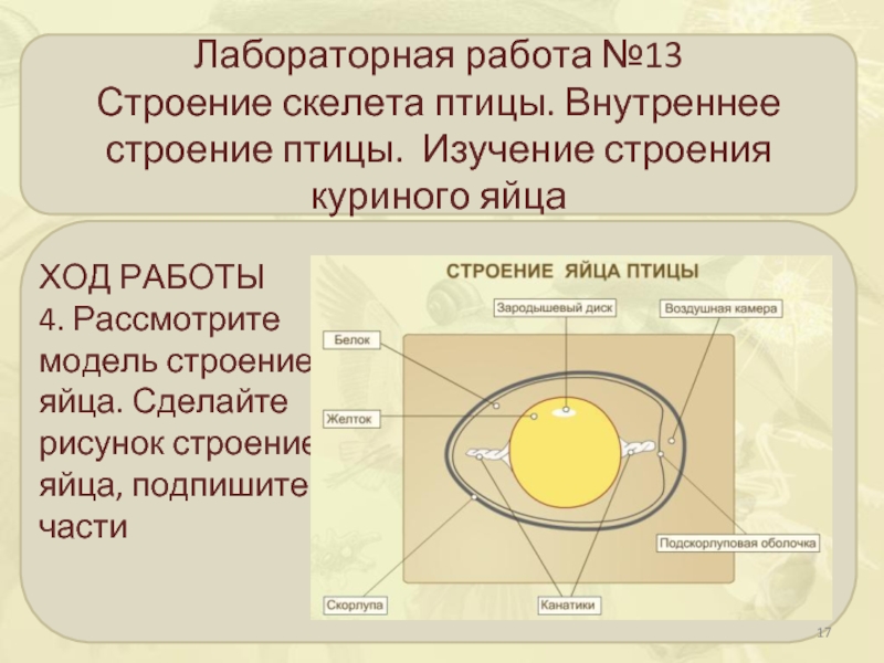 Изучение строения яйца птицы. Внутреннее строение птиц лабораторная работа. Вывод: «изучение строения куриного яйца». Структуры внутреннего строения яйца птиц. Практическая работа изучение строения куриного яйца.