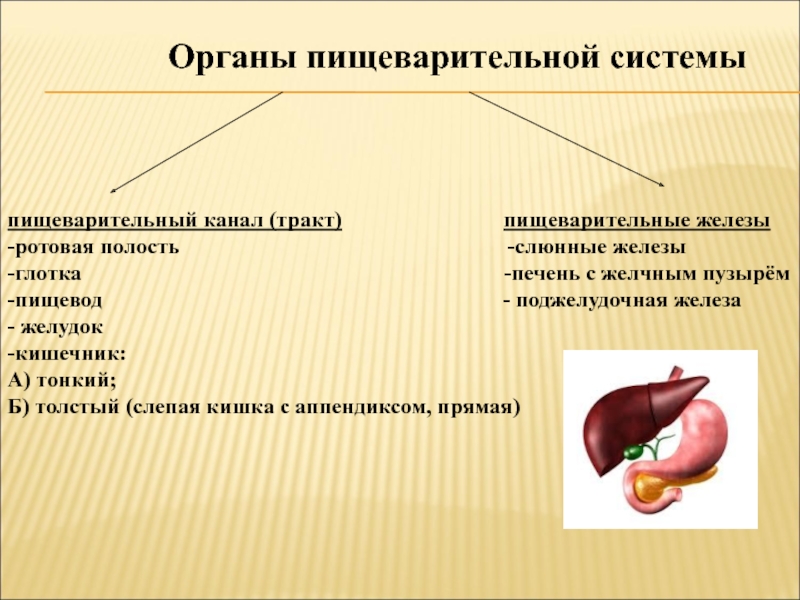 Органы пищеварительной системы   пищеварительный канал (тракт)