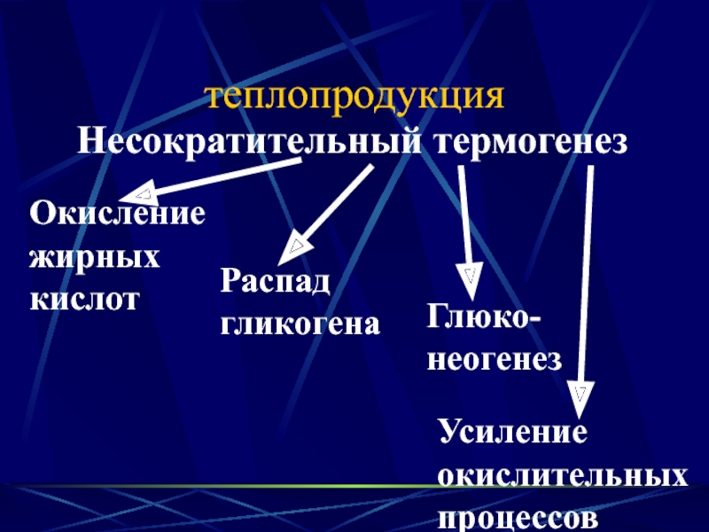 Эндокринная регуляция несократительного термогенеза обеспечивается. Несократительный термогенез. Виды теплопродукции. Не сократительный Термогинез. Несократительная теплопродукция.