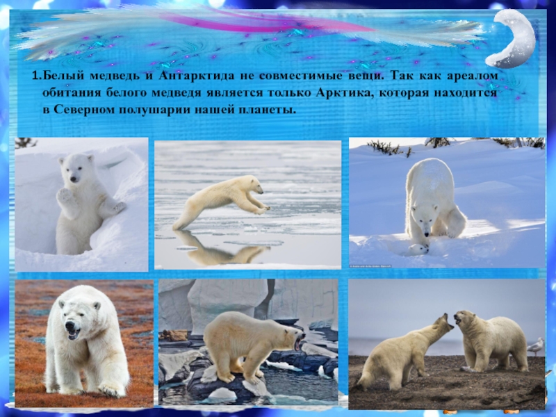 Ареал обитания белых медведей. Ареал обитания белого медведя Арктика. Белые медведи в Антарктиде или в Арктике. Ареал обитания белых медведей в России. Как можно объяснить ареал обитания белого медведя