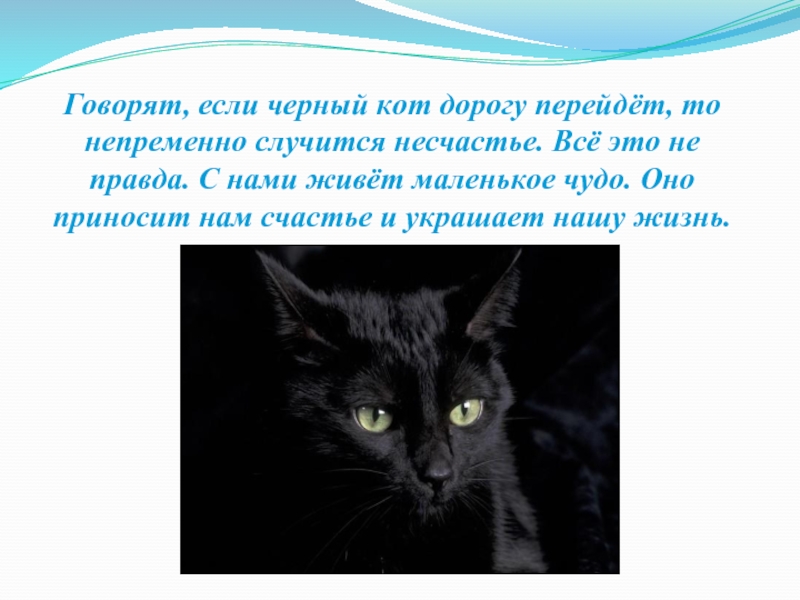 Это приносит несчастье. Чёрный кот приносит несчастье. Если чёрный кот дорогу перейдёт. Если черный. Черный кот характер.