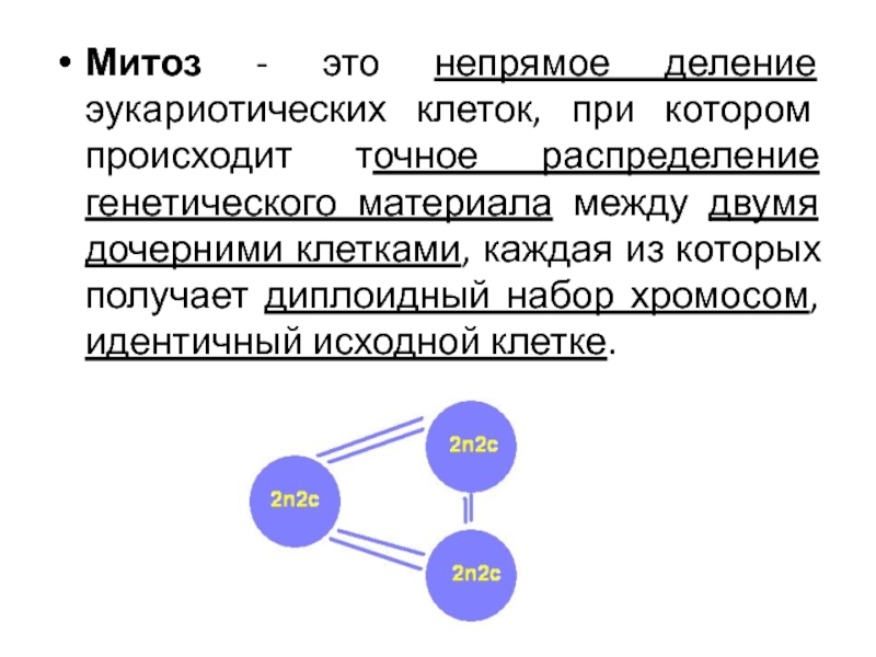 Идентичный исходный. Передача генетической информации дочерним клеткам. Непрямое деление эукариотической клетки. Распределение генетического материала. Деление эукариотической клетки.