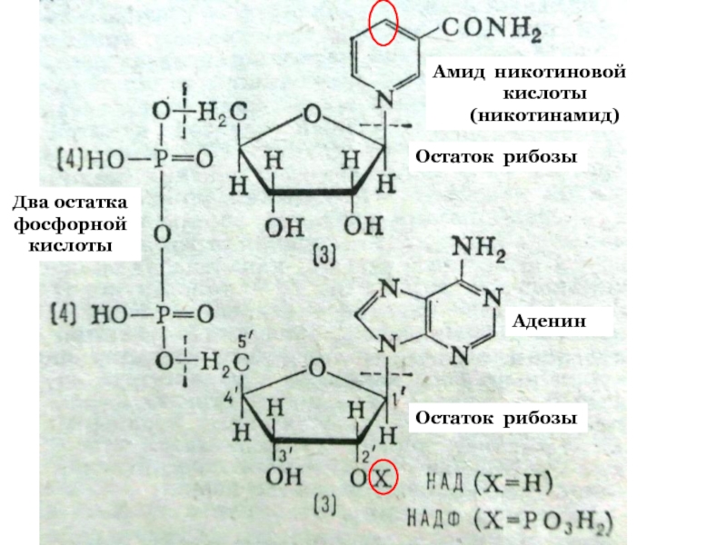 Остаток кислоты атф. Рибоза аденин фосфорная кислота. Аденин рибоза два остатка фосфорной кислоты рибоза амид никотиновой. Формула аденин фосфорная кислота. Амид никотиновой кислоты рибоза остаток фосфорной кислоты.