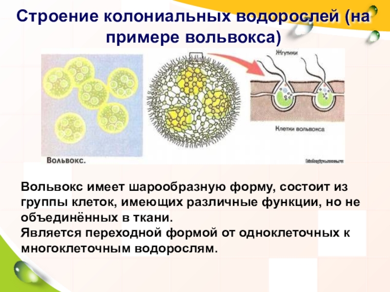 Организм имеющий колониальное строение. Колониальные жгутиконосцы вольвокс. Вольвокс колониальный организм. Одноклеточные организмы вольвокс. Колониальный вольвокс строение.