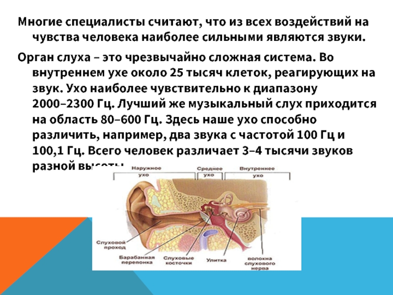 Чувствительные уши к звукам