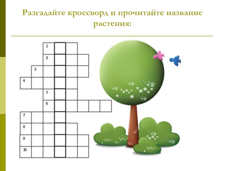 Хвойный кроссворд. Кроссворд деревья. Кроссворды детские на тему природы. Кроссворд про деревья для детей. Кроссворд деревья для дошкольников.