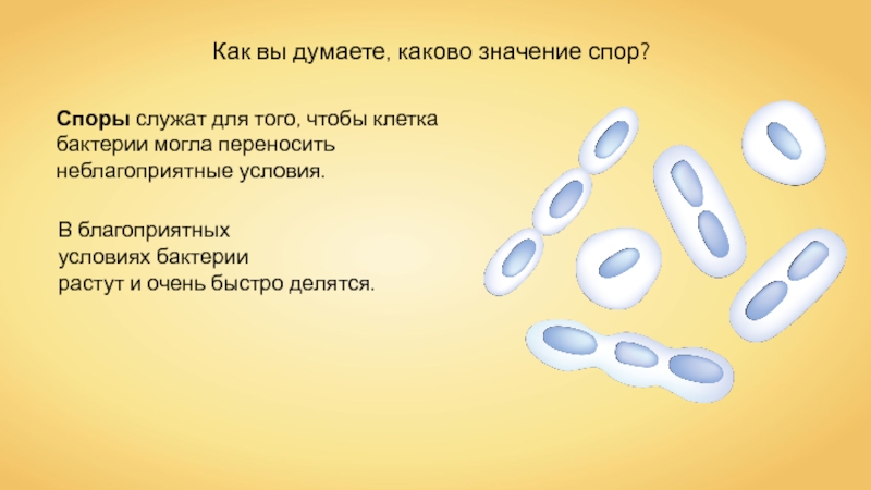 Каково значение спор. Споры бактерий служат для. Значение спор. Значение спор у бактерий. Значение споры у бактерий.