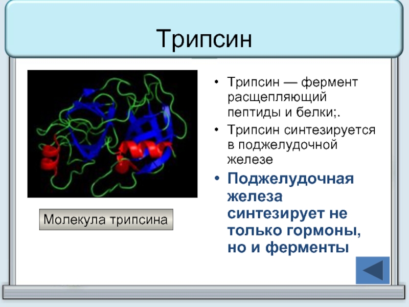 Белки ферменты синтезируются в. Трипсин. Трипсин фермент. Трипсин синтезируется в. Трипсин расщепляет белки.