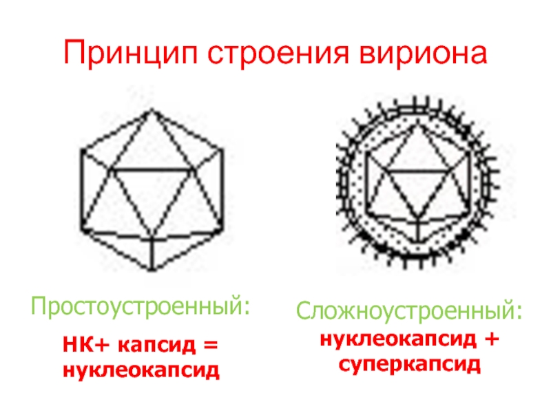 Принцип структуры. Строение вириона. Вирусы простоустроенные строение. Просто устроенные вирусы и сложноустроенные. Простоустроенные капсиды.