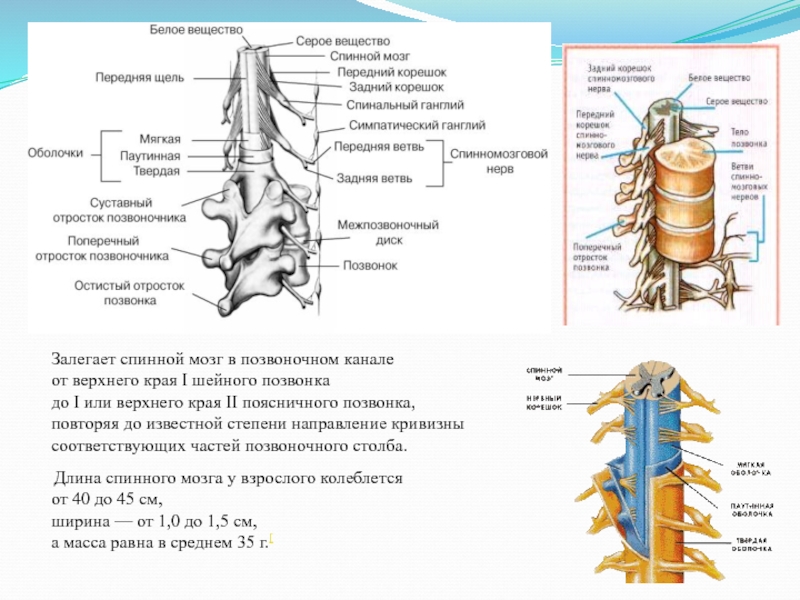 Спинной мозг в позвоночном канале рисунок 123