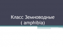 Класс Земноводные ( amphibia )