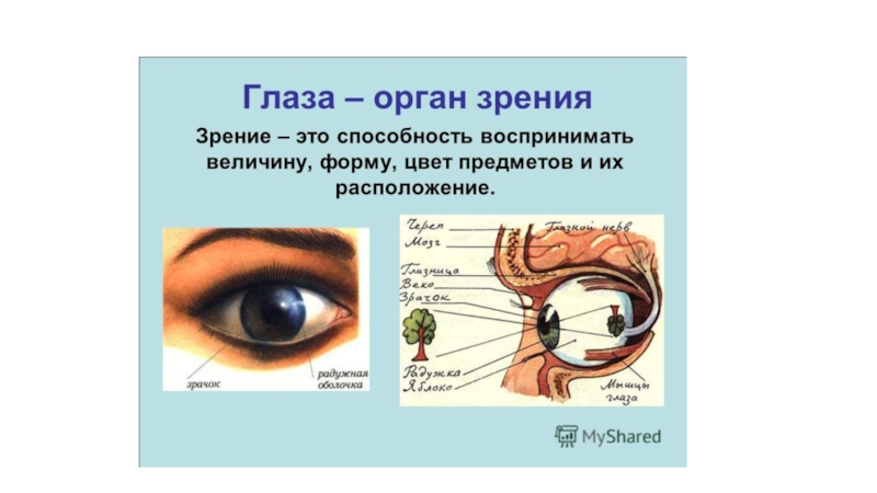 Глаза это орган чувств. Органы чувств глаза. Глаз как орган чувств. Орган чувств глаза для детей.