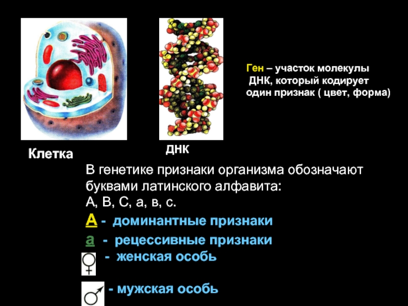КлеткаДНКГен – участок молекулы ДНК, который кодирует один признак ( цвет, форма)В генетике признаки организма обозначают буквами